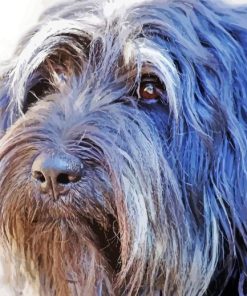 Long Hair White And Grey Dog Diamond Painting