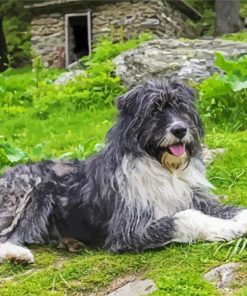 The Romanian Shepherd Dog Diamond Painting