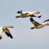 Three Geese Flying Diamond Painting