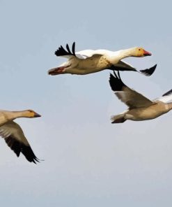 Three Geese Flying Diamond Painting