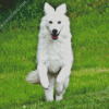 White German Shepherd Dog Diamond Painting