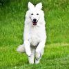 White German Shepherd Dog Diamond Painting