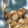 Wild Markhor Goat Diamond Painting