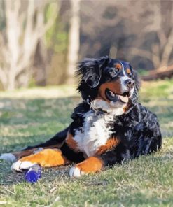 Bernedoodle Dog Diamond Painting