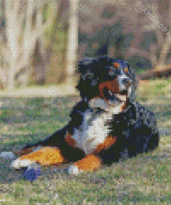 Bernedoodle Dog Diamond Painting