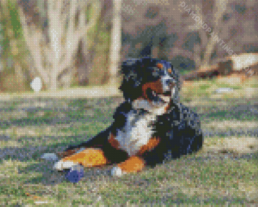 Bernedoodle Dog Diamond Painting