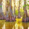 Big Cypress National Preserve Diamond Painting