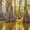 Big Cypress National Preserve Diamond Painting