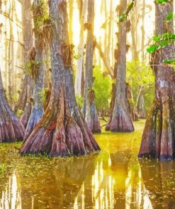 Big Cypress National Preserve Diamond Painting