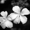 Black And White Hibiscus Diamond Painting