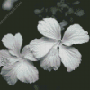 Black And White Hibiscus Diamond Painting