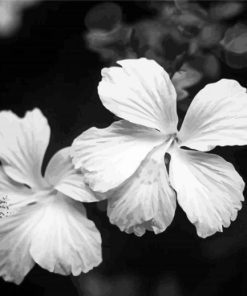 Black And White Hibiscus Diamond Painting