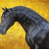 Black Lusitano Horse Diamond Painting