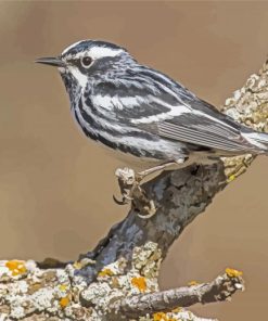 Black And White Bird Sparrow Diamond Painting