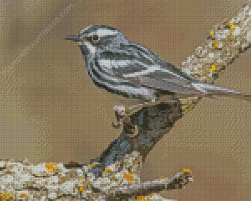 Black And White Bird Sparrow Diamond Painting