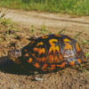 Box Turtle Diamond Painting