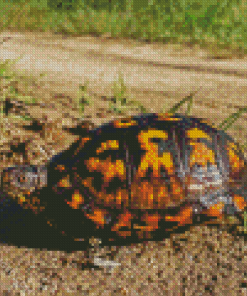 Box Turtle Diamond Painting