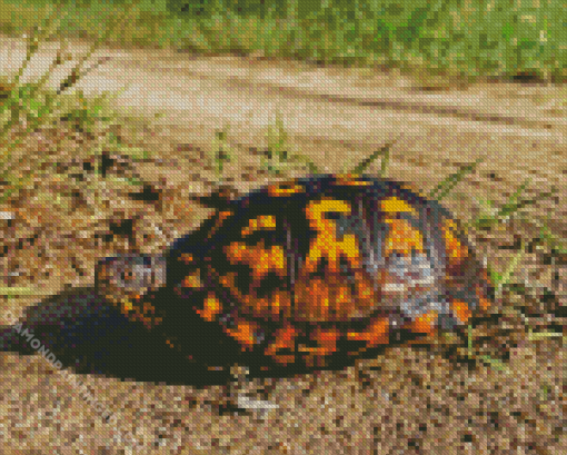 Box Turtle Diamond Painting