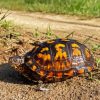 Box Turtle Diamond Painting