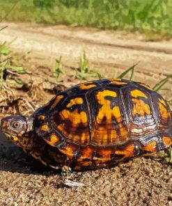 Box Turtle Diamond Painting