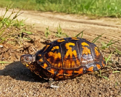 Box Turtle Diamond Painting