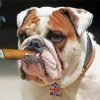 Bulldog Smoking Cigar Diamond Painting