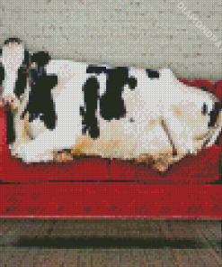 Cow On A Couch Diamond Painting