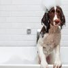 Dog In Bath Diamond Painting