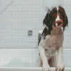 Dog In Bath Diamond Painting