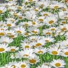 Field Of Daisies Diamond Painting