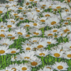 Field Of Daisies Diamond Painting