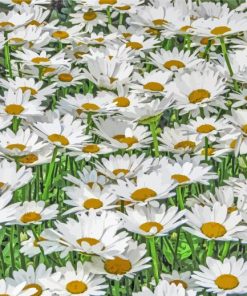 Field Of Daisies Diamond Painting