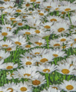 Field Of Daisies Diamond Painting