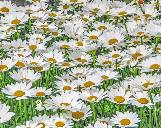 Field Of Daisies Diamond Painting