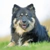 Finnish Lapphund Diamond Painting