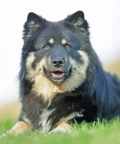 Finnish Lapphund Diamond Painting