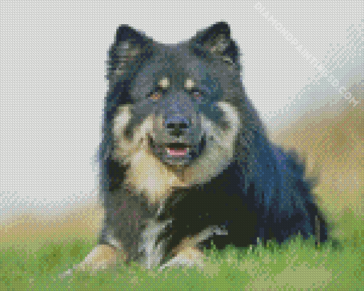 Finnish Lapphund Diamond Painting