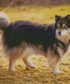 Finnish Lapphund Dog Diamond Painting