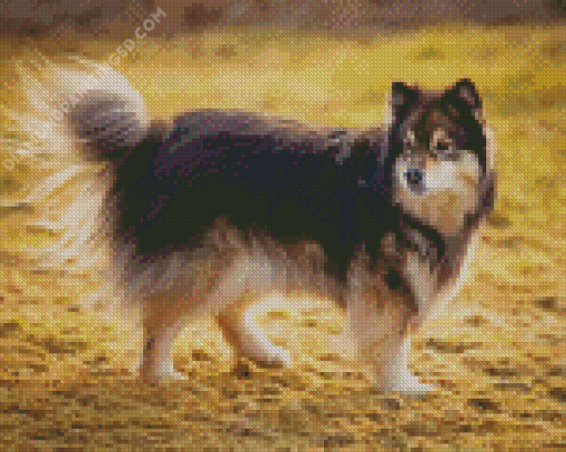 Finnish Lapphund Dog Diamond Painting