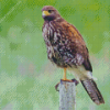 Harris Hawk Diamond Painting