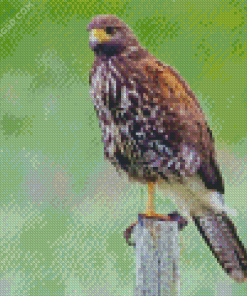 Harris Hawk Diamond Painting