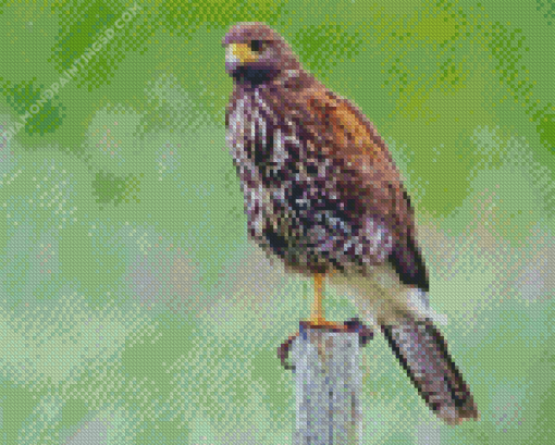 Harris Hawk Diamond Painting