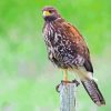 Harris Hawk Diamond Painting