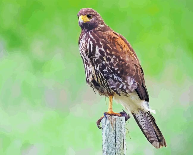 Harris Hawk Diamond Painting