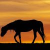 Horse Silhouette Diamond Painting