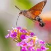 Hummingbird Hawk Moth Diamond Painting