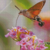 Hummingbird Hawk Moth Diamond Painting