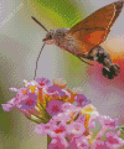 Hummingbird Hawk Moth Diamond Painting