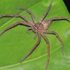 Huntsman Spider On Leaf Diamond Painting