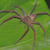 Huntsman Spider On Leaf Diamond Painting